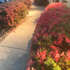 Meet your Posher, Giovana